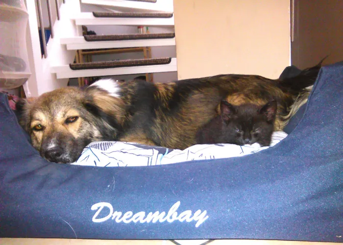 Flair-hotel Neeth Gasthuis